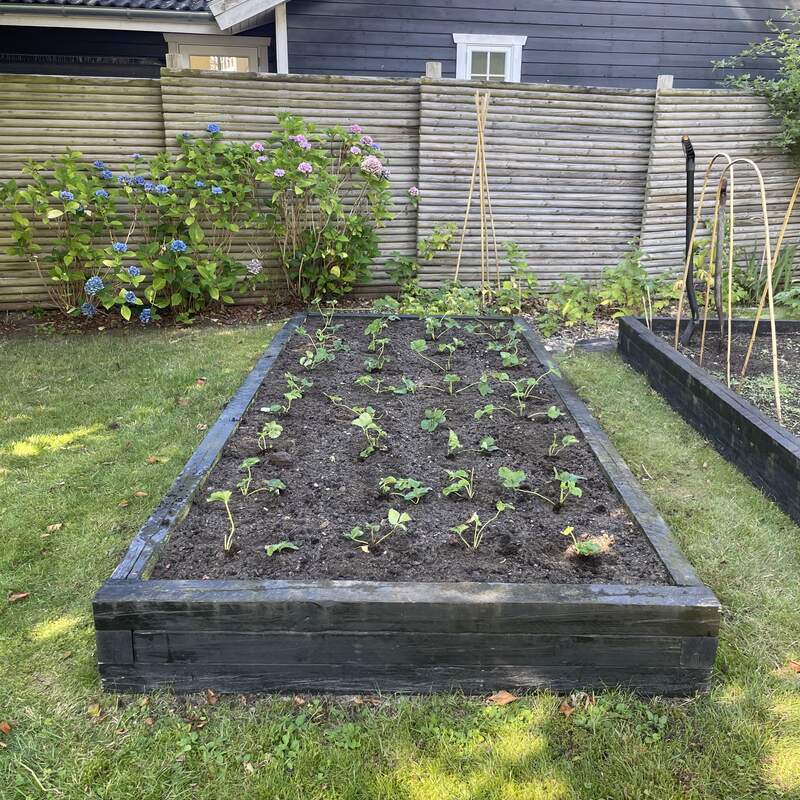 Beplantet bed, frodigt