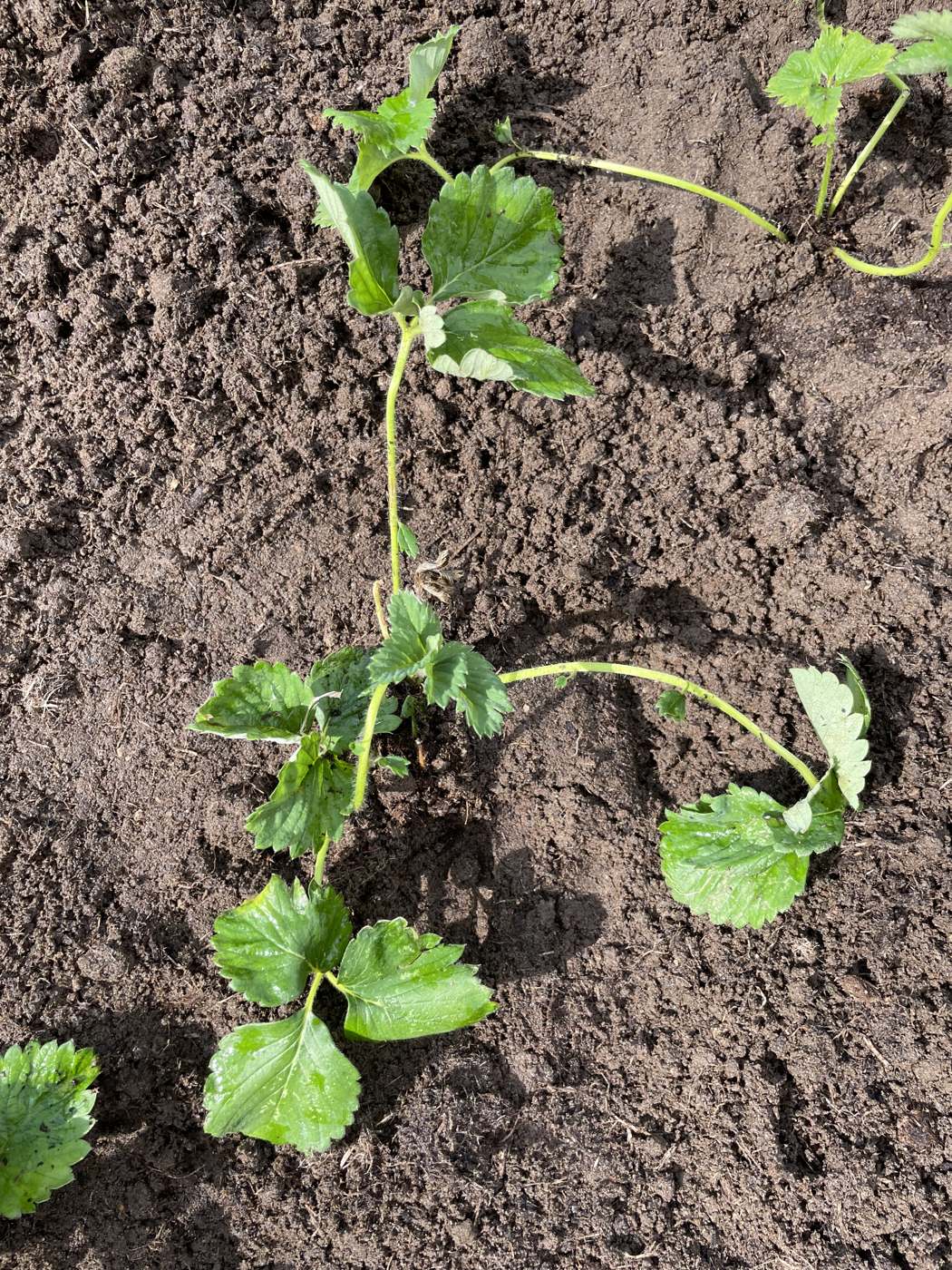 En nyplantet plante i frisk jord, tæt på