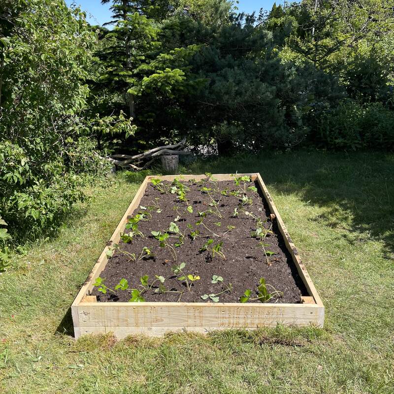 Nyetableret jordbærbed, ung plante