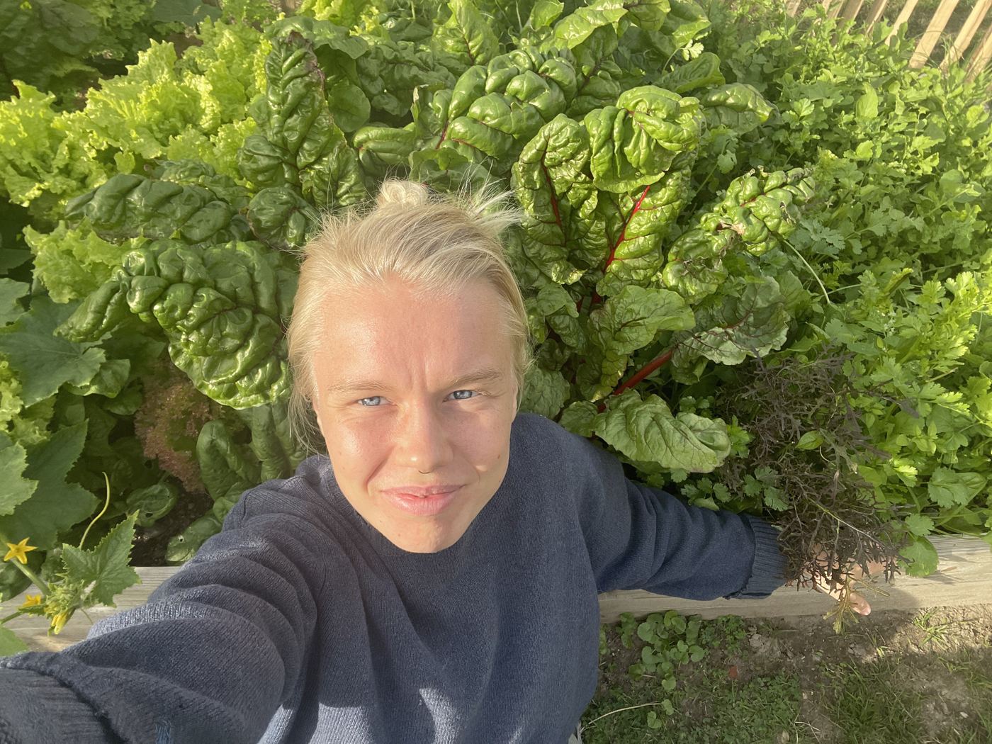 Jeg står bøjet over et bed med bladbede og salat og kigger ind i kameraet