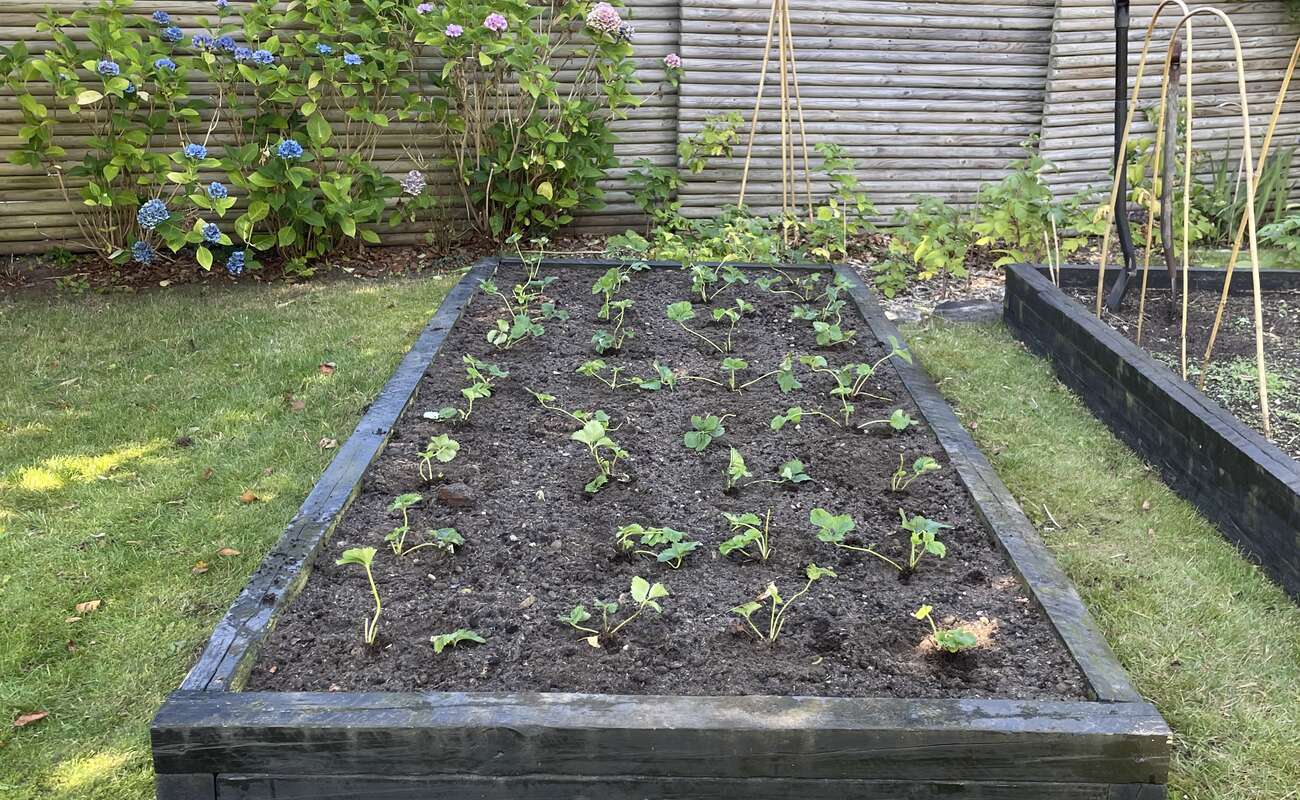 Lauras hænder der planter i et bed