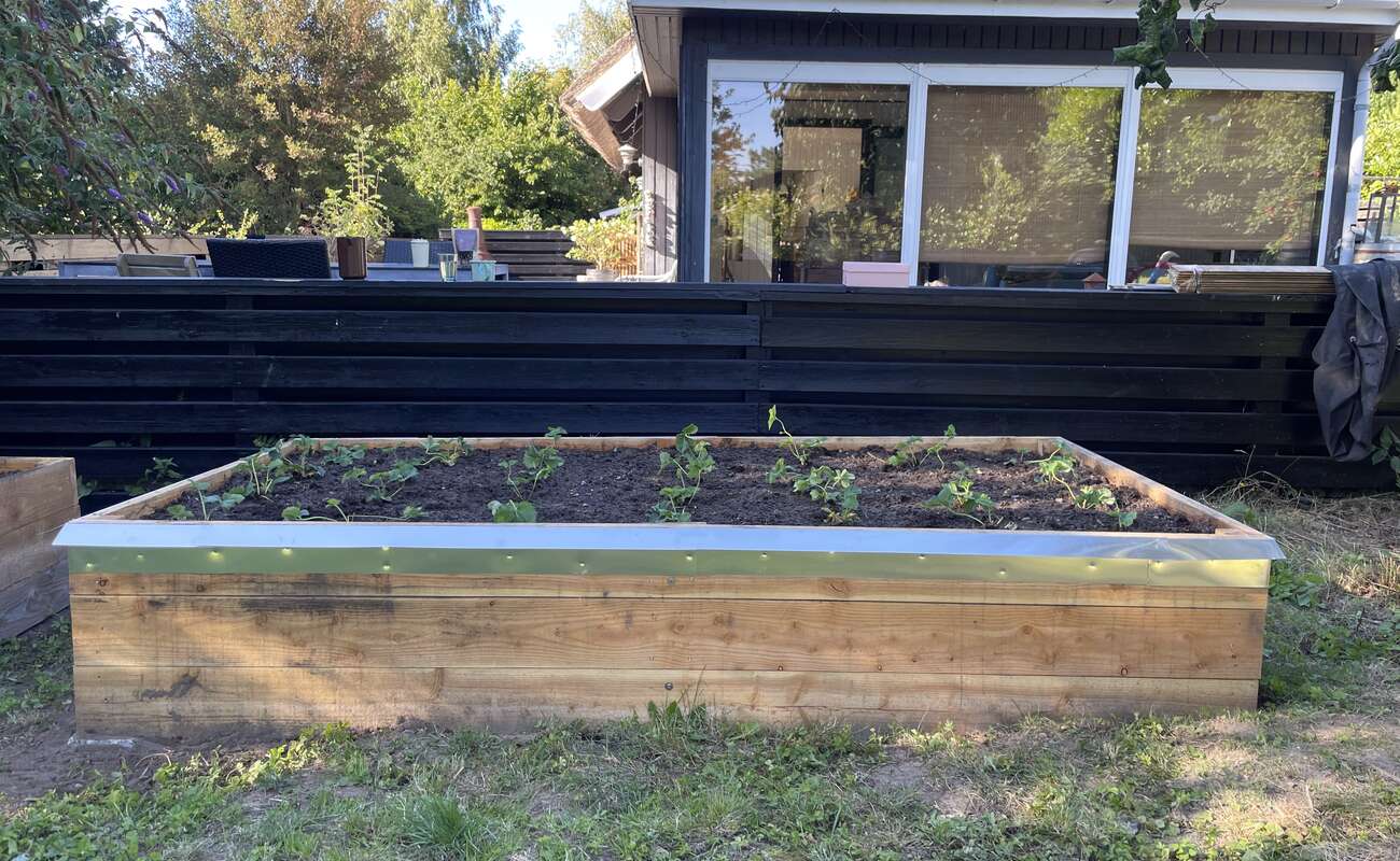 færdigt højbed i lærk med spæde afgrøder