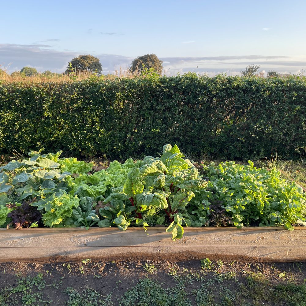 Et bugnende bed i aftenlys med bladbede, salat og squash